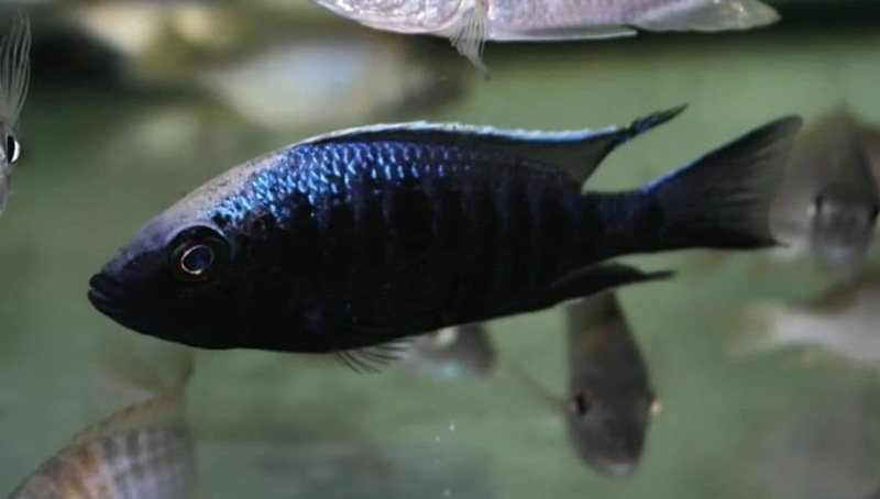 Copadichromis trewavasae 'Likoma Island'